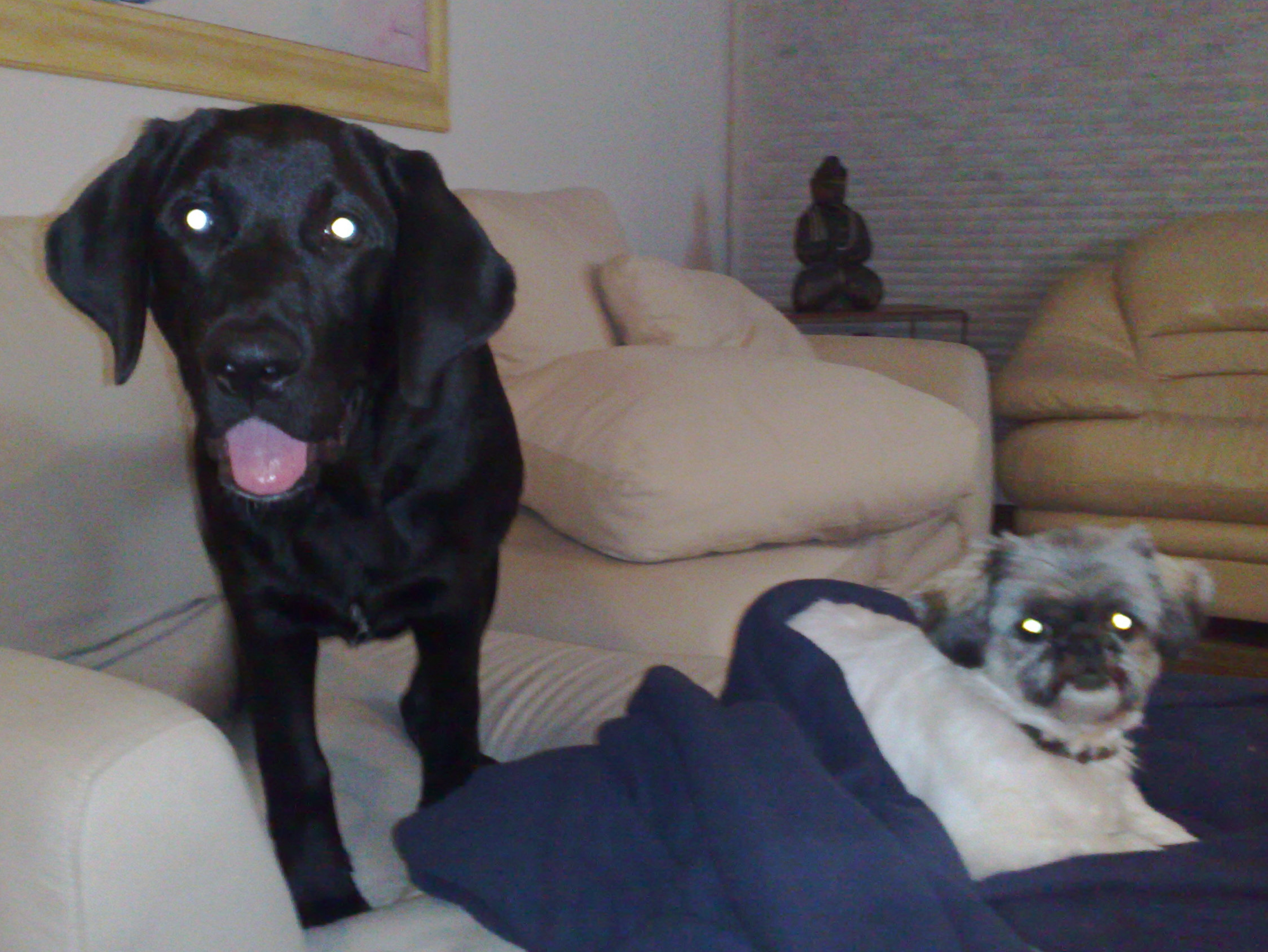 Gael Meets Tutti: A Canine Drama Unfolds