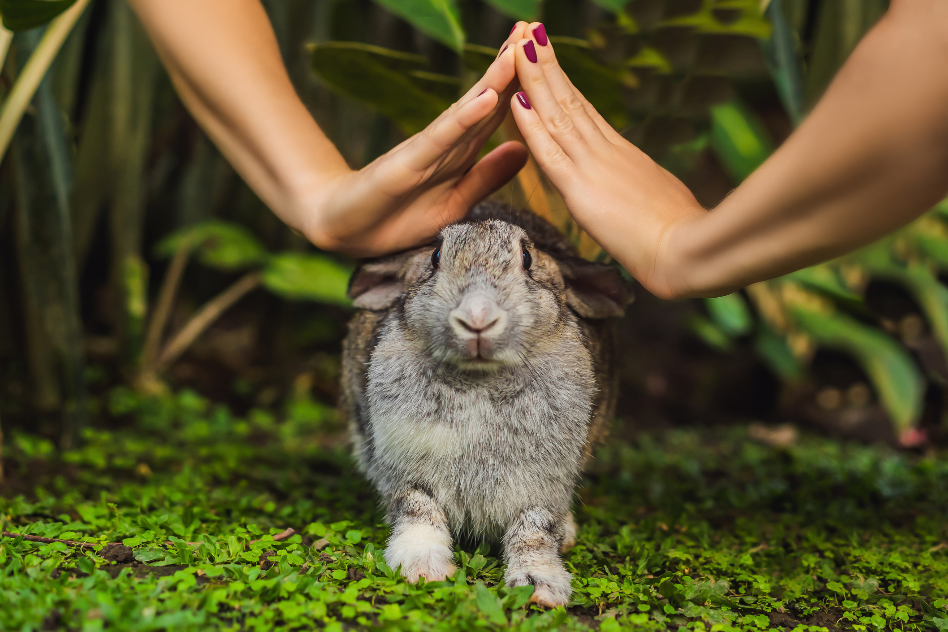 Cruelty-free 